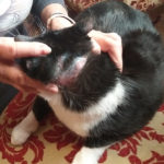 chat-soins-magnetisme-2