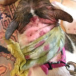 chien-soins-magnetisme-1