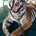 tigre-soins-magnetisme-1