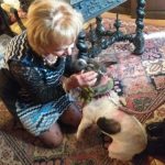 Soins magnétisme chien